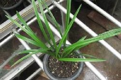 国产草b,绿色生态，引领未来农业发展新潮流