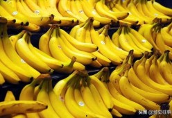 国产香蕉网,探索中国香蕉产业的魅力与未来